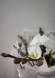 我的未婚妻可可