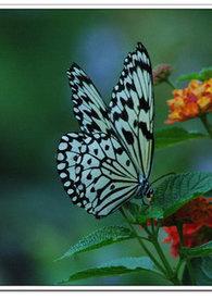 蝶恋花答李淑一原文